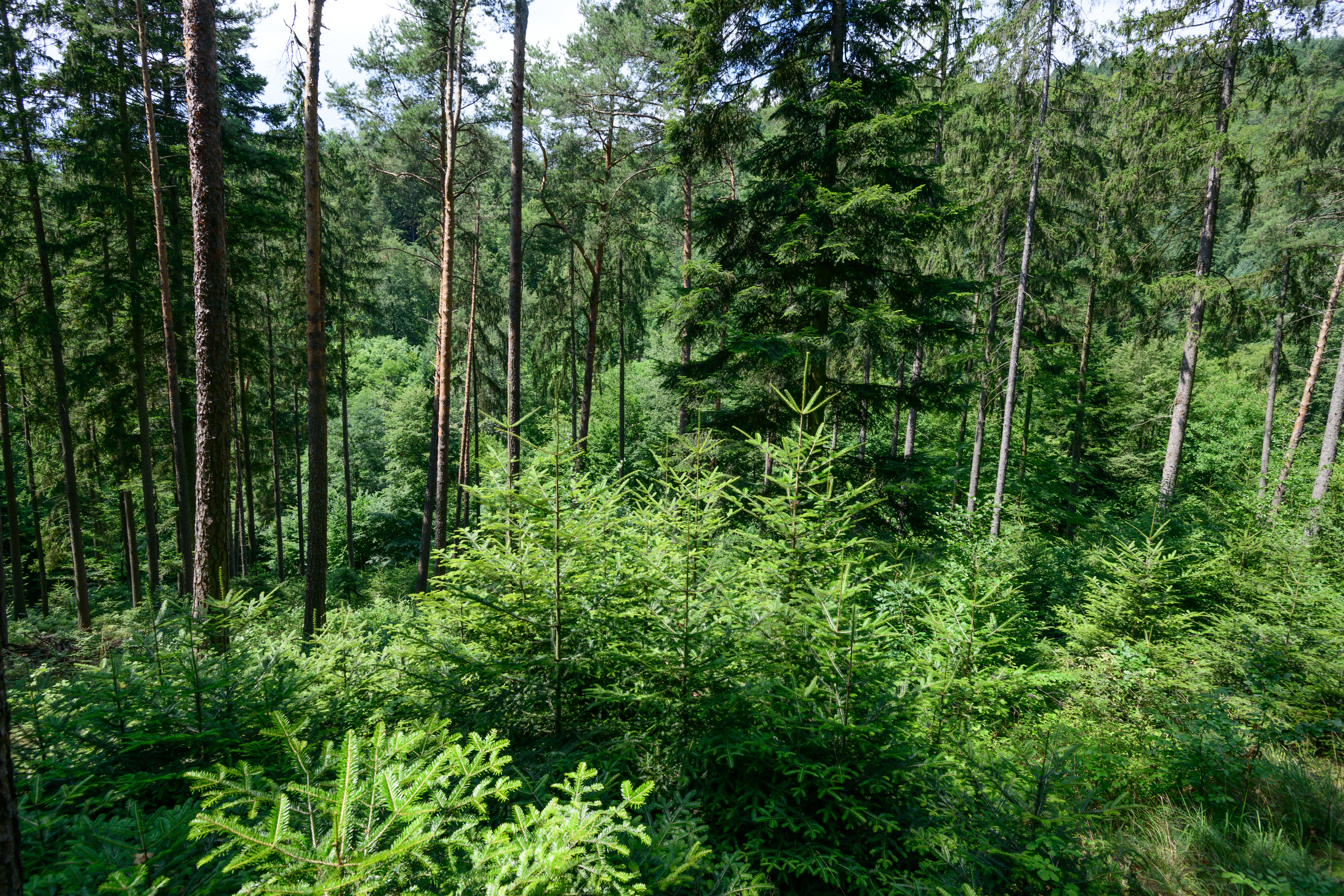 Tanne-Naturverjüngung (c) ÖBf-Archiv/W. Simlinger