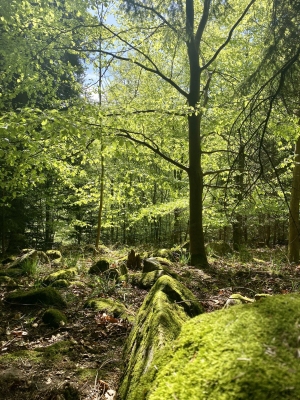 Blick in die Baumkronen im Weitental, ÖBf-Forstbetrieb Waldviertel-Voralpen (NÖ)