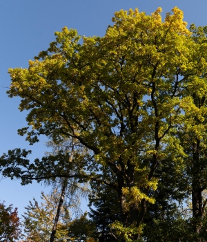 Auoma Obama zu Besuch im Wald der Zukunft (c) ÖBf-Archiv/F. Helmrich