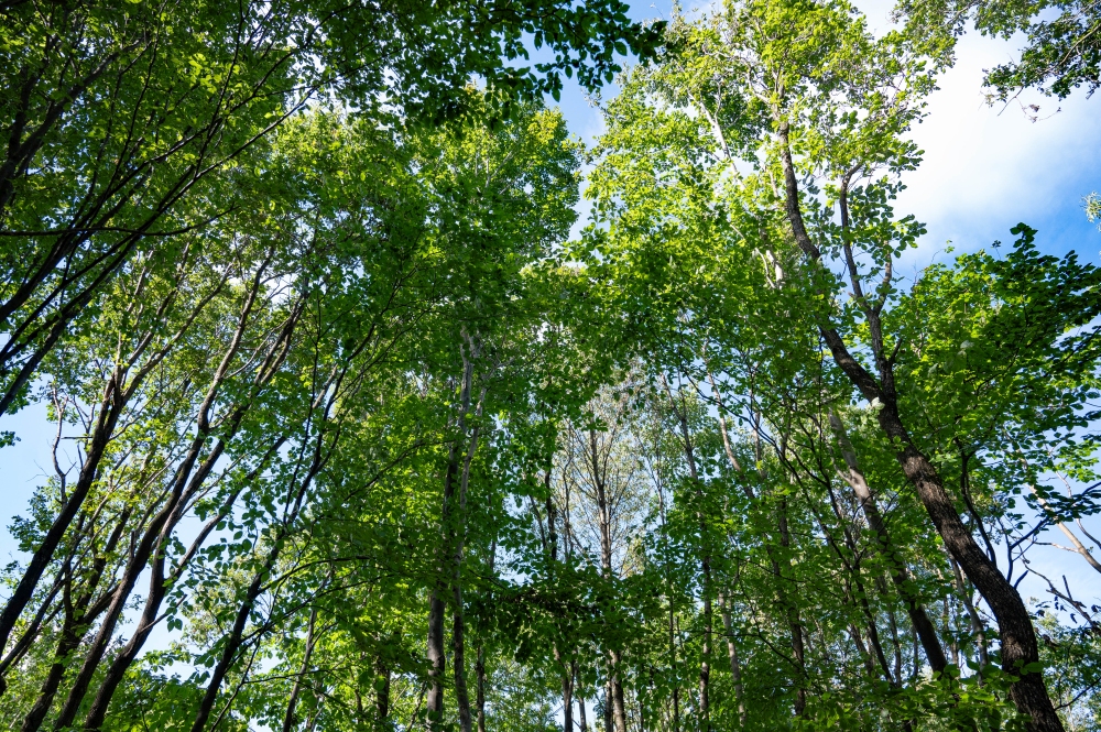 Wald der Zukunft Führung in Klosterneuburg (c) ÖBf/F. Helmrich