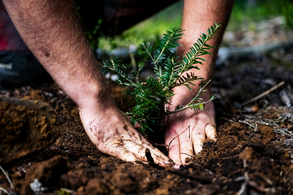 Wald der Zukunft Führung in Villach (c) ÖBf/M. Stabentheiner