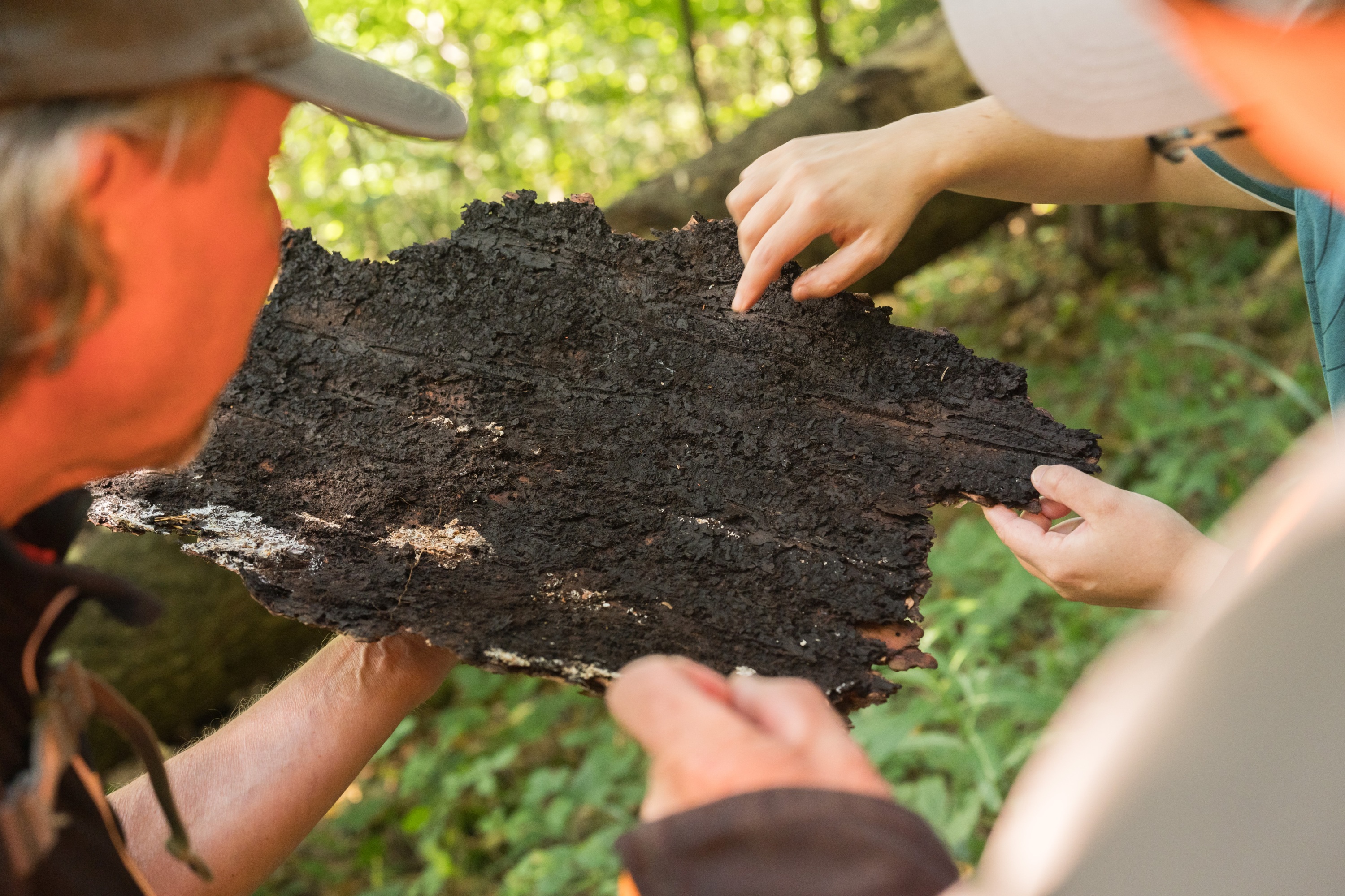 Wald der Zukunft Führung 2026