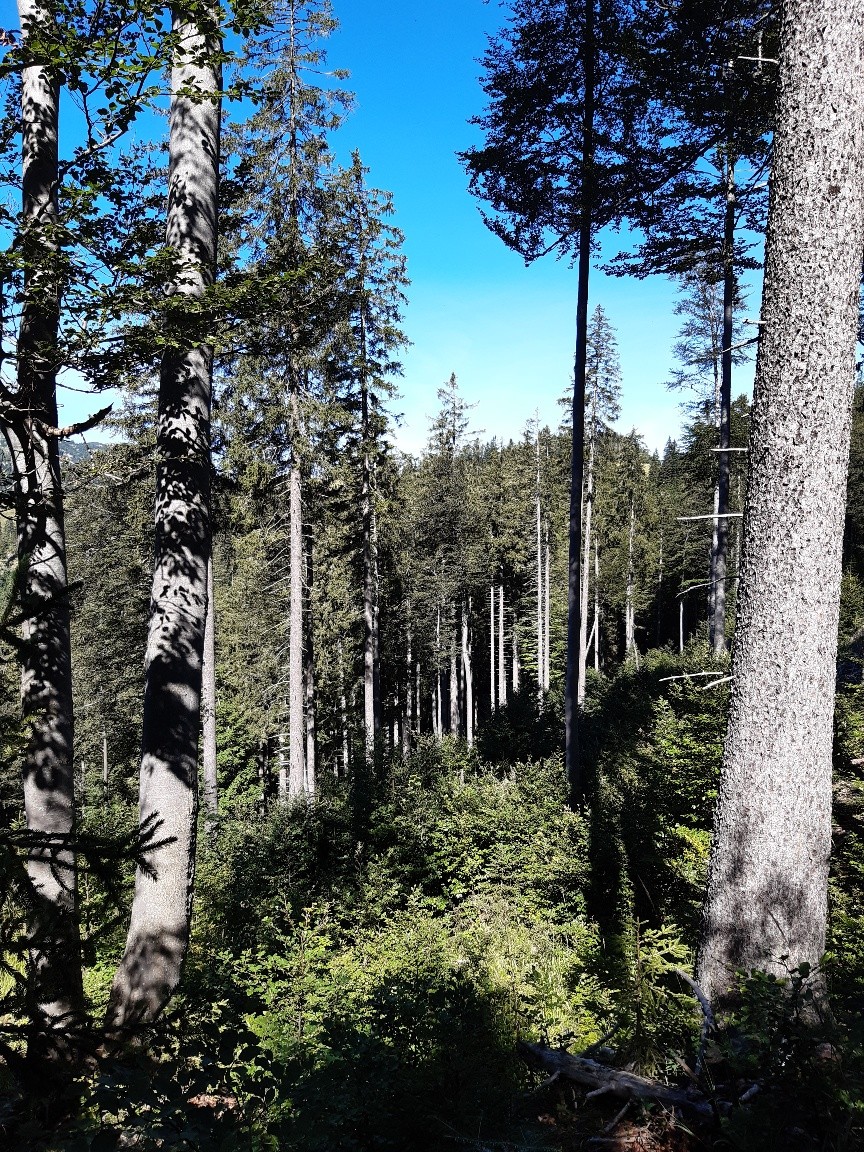Mischwald Mürzsteg Mischwald Mürzsteg