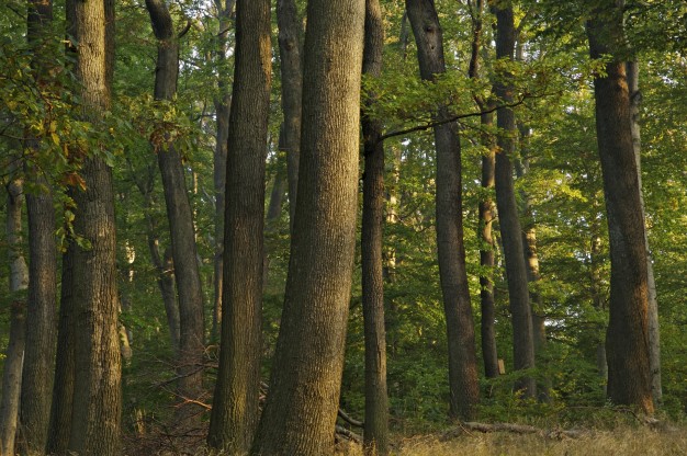 Eichen im Wienerwald (c) ÖBf-Archiv