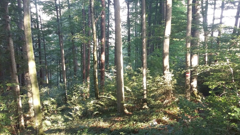 Wald St. Ulrich bei Steyr