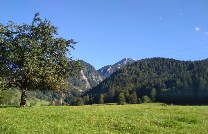 Wald bei Windischgarsten Wald bei Windischgarsten
