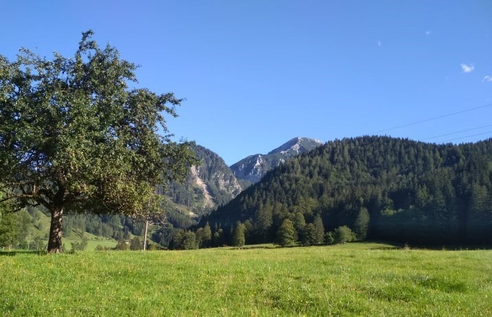 Wald bei Windischgarsten