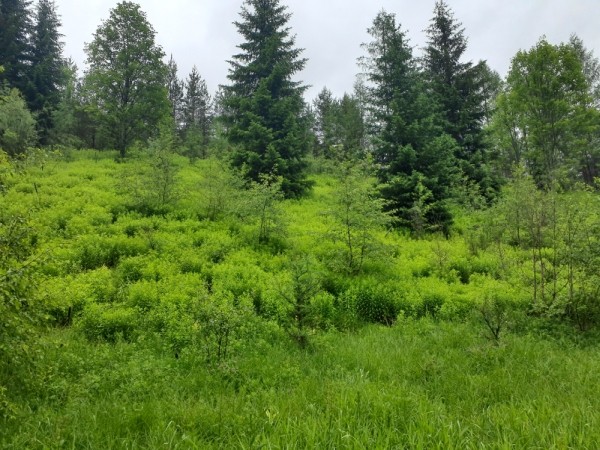 Saalfelden am Steinernen Meer