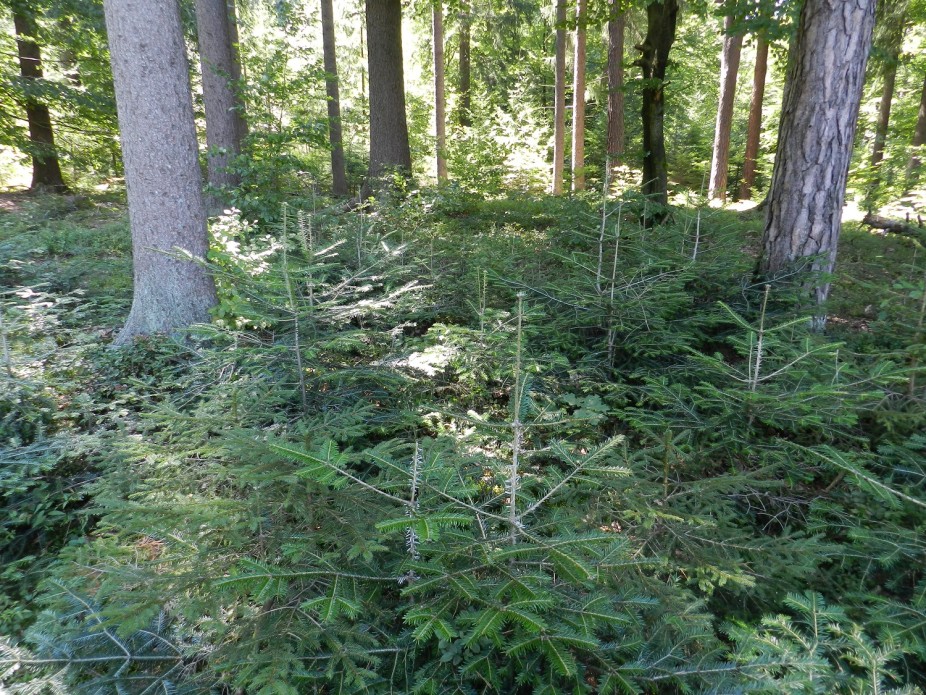 Wald der Zukunft in Kärnten (c) ÖBf-Archiv