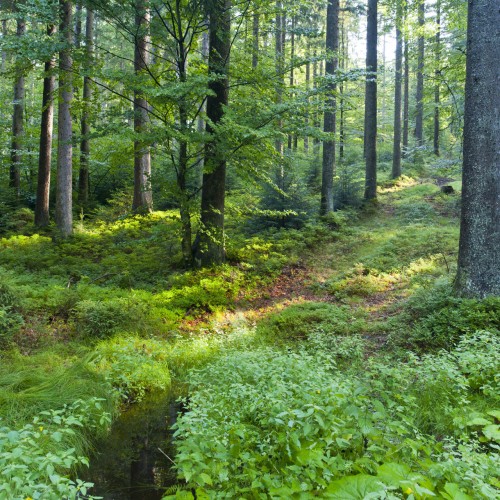 Willkommen im Wald der Zukunft! | Wald der Zukunft