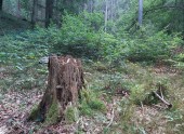 Wald bei Bischofshofen