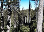 Mischwald Mürzsteg