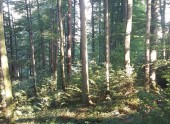 Wald St. Ulrich bei Steyr