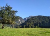 Wald bei Windischgarsten