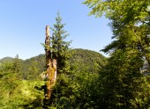 Wald Forstrevier Abtenau