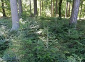 Wald der Zukunft in Kärnten (c) ÖBf-Archiv